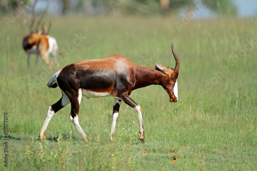 An endangered bontebok antelope (Damaliscus pygargus dorcas) in natural habitat, South Africa. photo