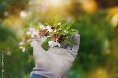 Fotografiet Farmer takes care of the almond tree flower