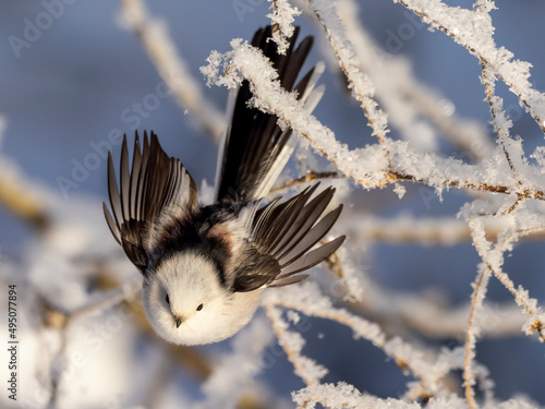 Long-tailed tit in a cold winter day
