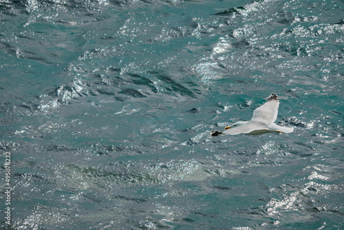 Seagull flying in the sea