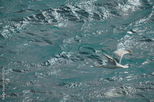 Seagull flying in the sea