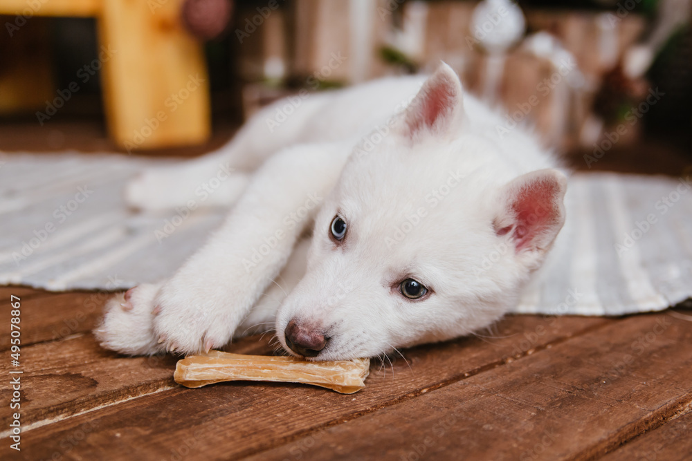 A cute white husky puppy lies on the carpet at home and gnaws on a bone. An albino dog with different eyes sits on a wooden floor.