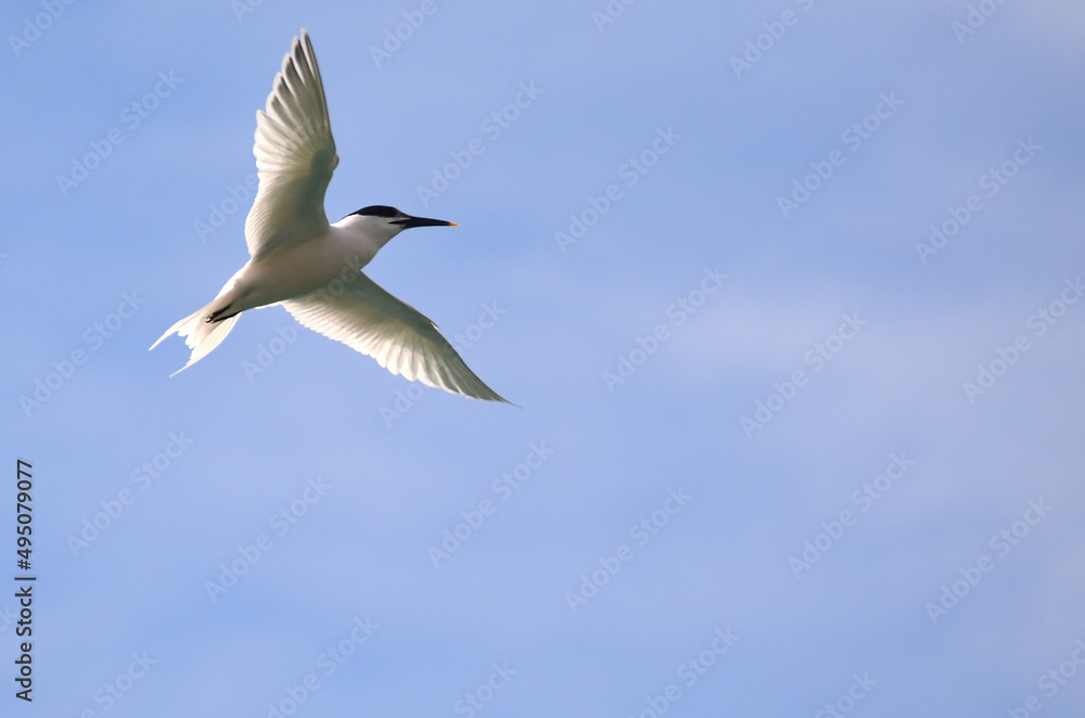 A sandwich tern flying over the sea