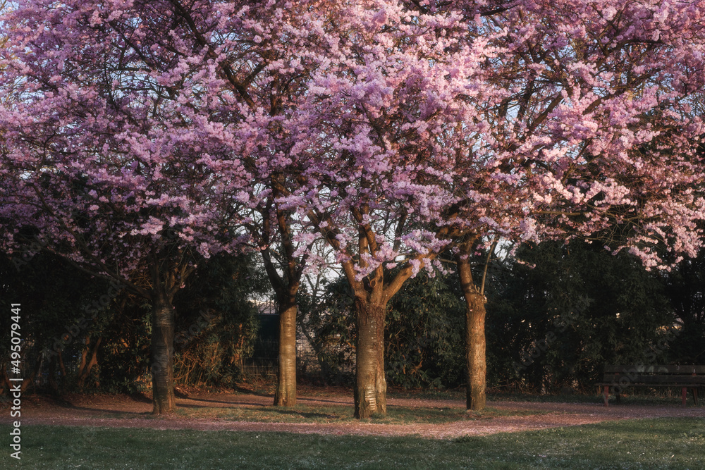 Kirschblüte im Frühling auf Kirschbäumen