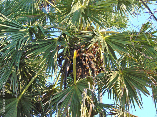 Sugar Palm or Gomuti Palm. The fruits of the sugar palm