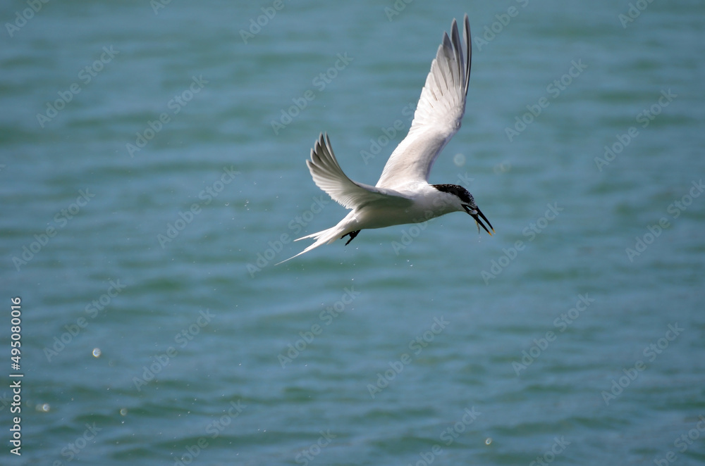 A sandwich tern flying over the sea A sandwich tern flying over the sea