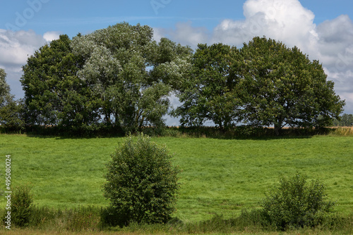 Field with trees in Flemish Ardennes Flanders Belgium