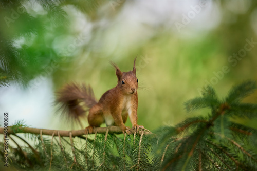 European red brown squirrel in tree © erwin