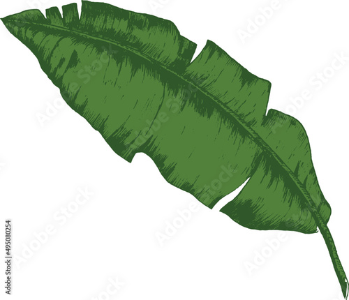 Tropical Palm Leaf Hand Drawn Illustration