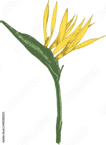 Tropical Flower Hand Drawn Illustration