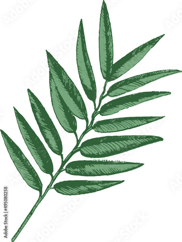 Tropical Leaves on Branch Hand Drawn Illustration