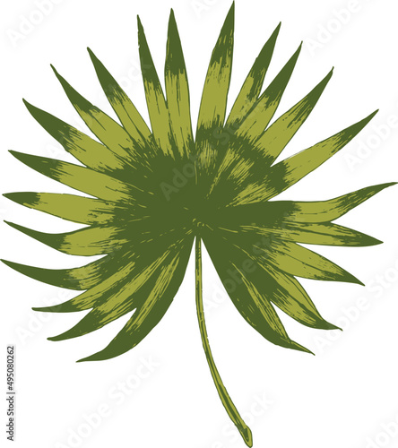 Tropical Palm Leaf Hand Drawn Illustration