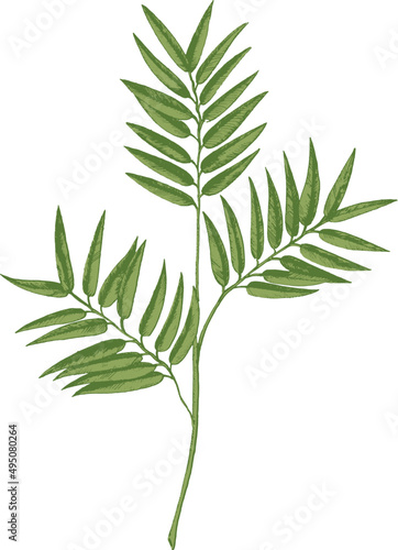 Tropical Branch with Leaves Hand Drawn Illustration
