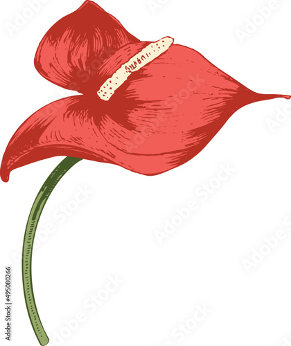 Tropical Flower Hand Drawn Illustration