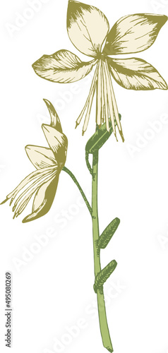 Tropical Flower Hand Drawn Illustration