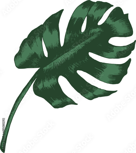Tropical Monstera Leaf Hand Drawn Illustration