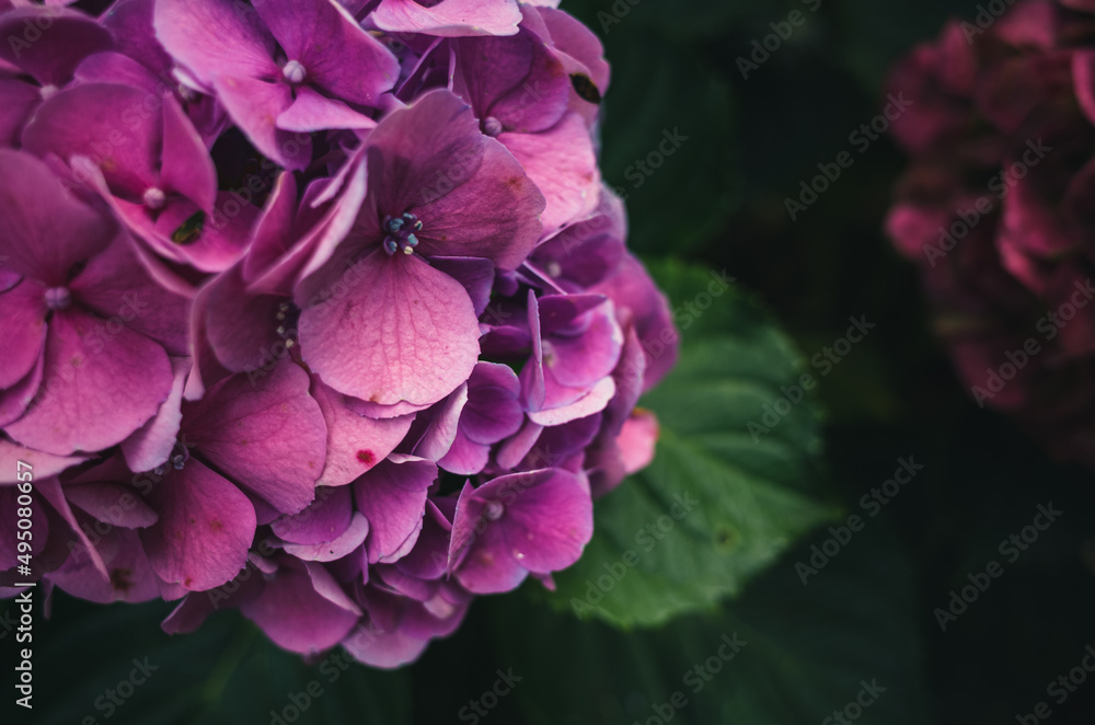 Hydrangea flower Hydrangea flower