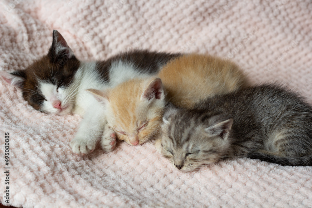 Kittens. Gray. red and black and white. 3 funny pets sleep hugging on a blanket. Close-up. Copyspace. High quality photo 