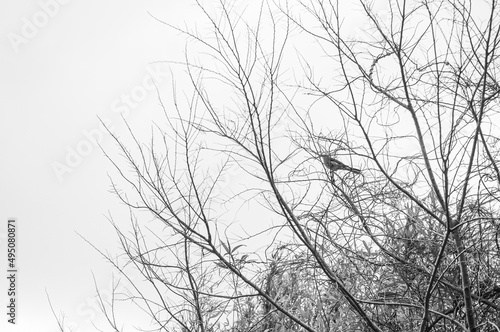 枯れ枝にとまる鳥　tree in winter