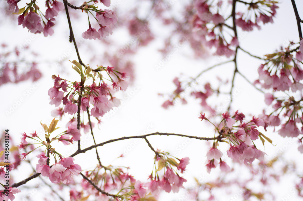 曇り空に咲く桜　pink cherry blossom