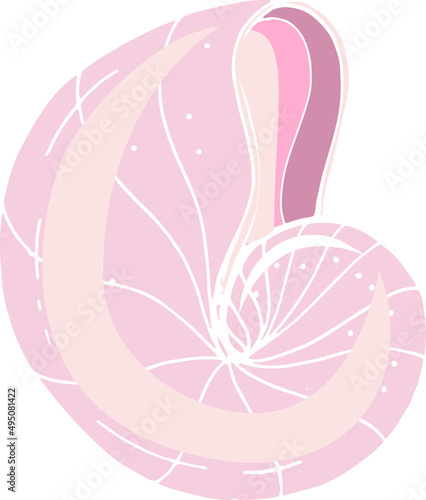 Elegant Sea Shell Hand Drawn Colored Illustration