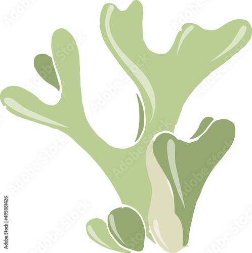 Sea Weed or Algae Hand Drawn Colored Illustration