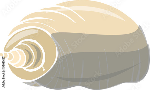 Sea Shell Hand Drawn Colored Illustration