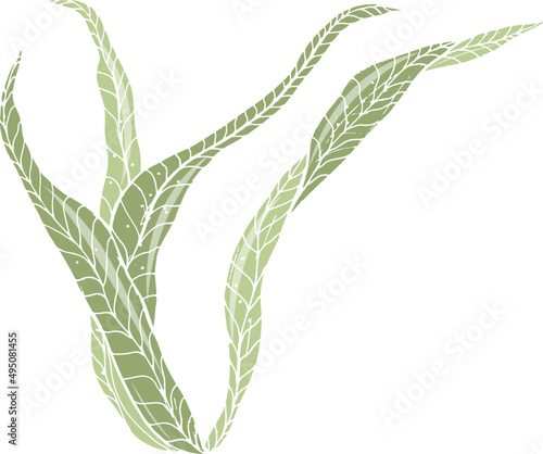 Algae or Seaweed Hand Drawn Colored Illustration
