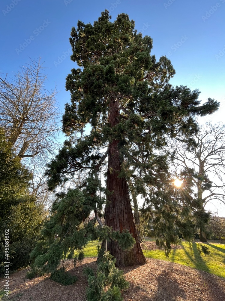 Fototapeta premium baobab large coniferous tree against the sky and sunset