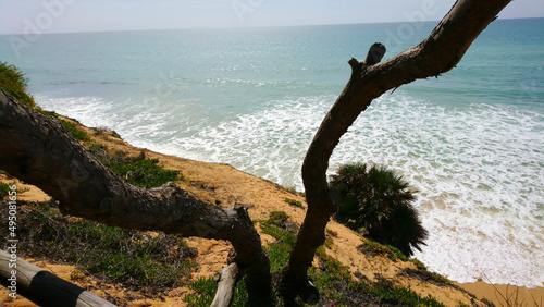 Alter Baum am Beach