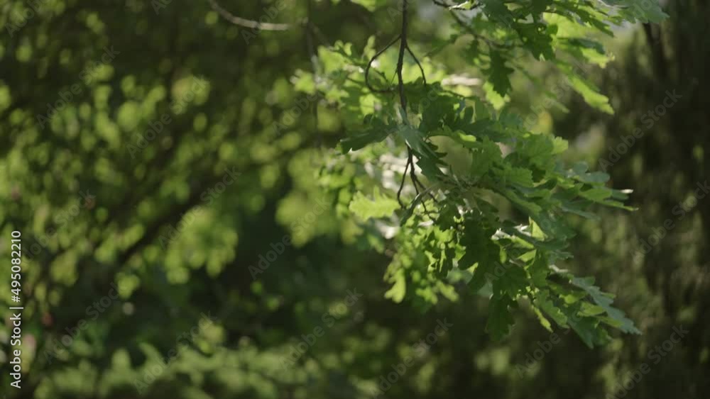 Slow motion green oak leaves swaying on a wind Slow motion green oak leaves swaying on a wind