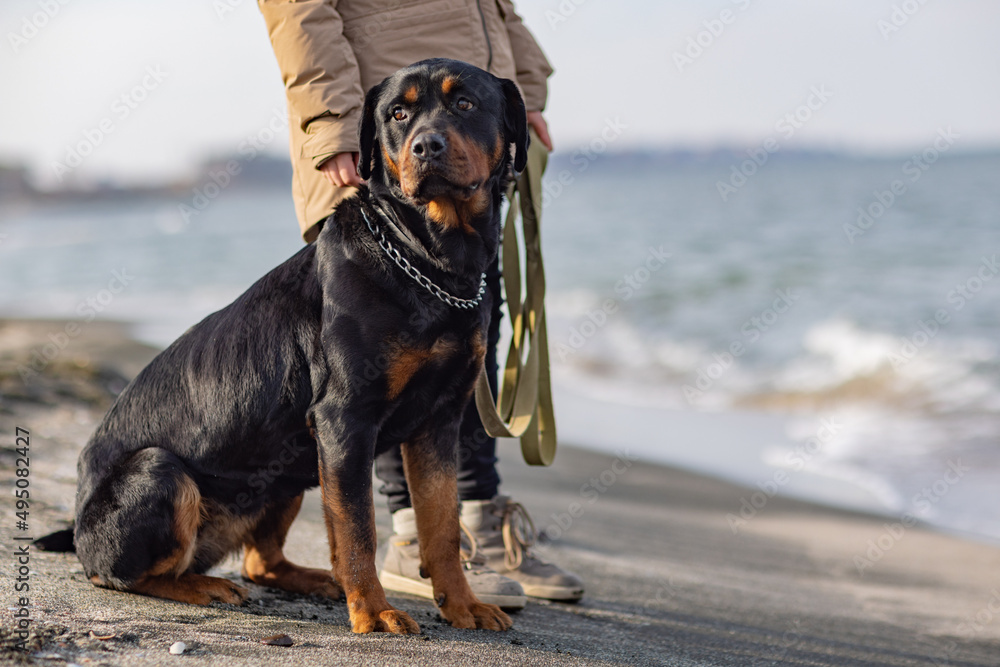 A dog of the Rottweiler breed sits near the hostess in a jacket on the beach against the backdrop of the sea