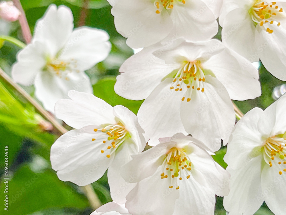 Obraz premium white flowers