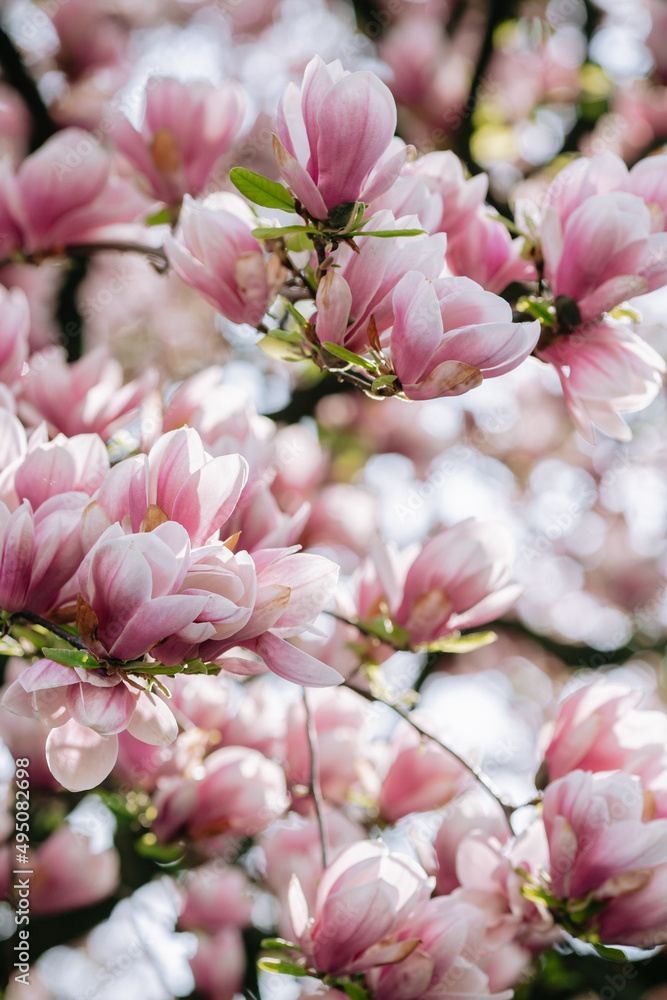 Vertical photo of blooming magnolia. Blooming magnolia or decorative Japanese cherry tree with pink flowers in the garden, nature background.