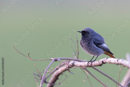 The black redstart (Phoenicurus ochruros) is a small passerine bird © vinx83