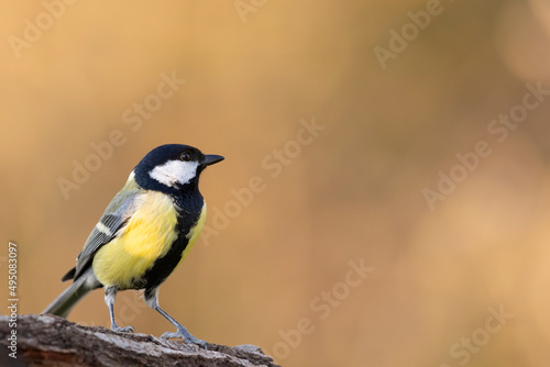 The great tit is a colourful bird with greenish-yellow plumage