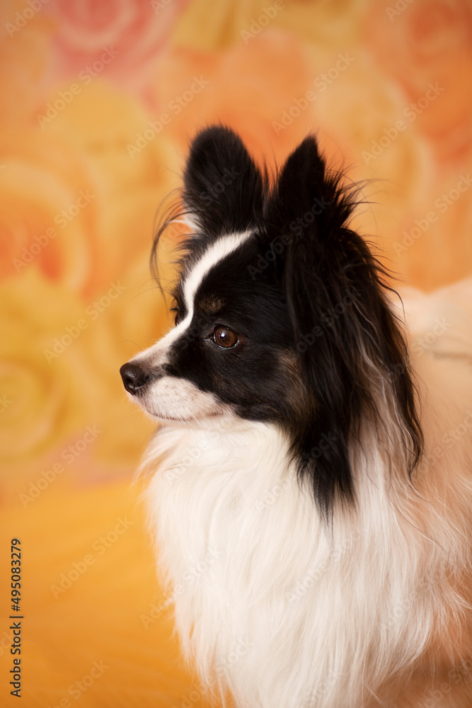Beautiful black and white dog in profile close-up on an orange background Beautiful black and white dog in profile close-up on an orange background