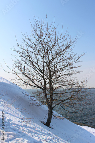 tree in snow on the sea photo