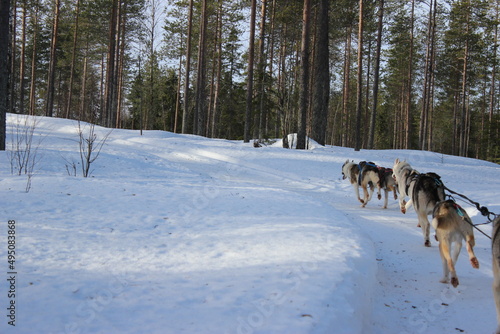 sled dog in snow