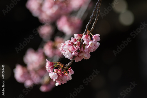 大寒桜 photo