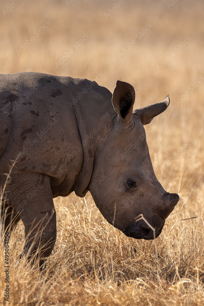 Cute White Rhino Calf, South Africa Cute White Rhino Calf, South Africa