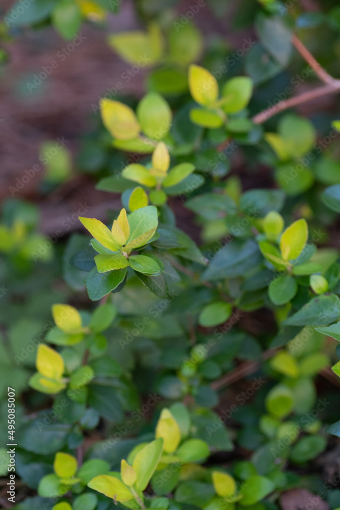 The perennial shrub Abelia showing new growth in spring. The perennial shrub Abelia showing new growth in spring.