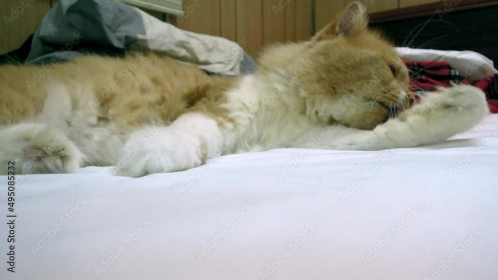 cat grooming cat grooming