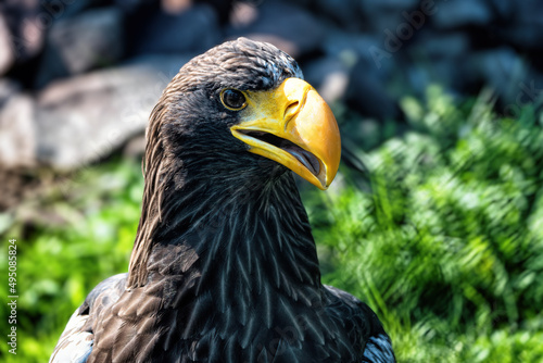 A big eagle with yellow beak on the background of green grass.