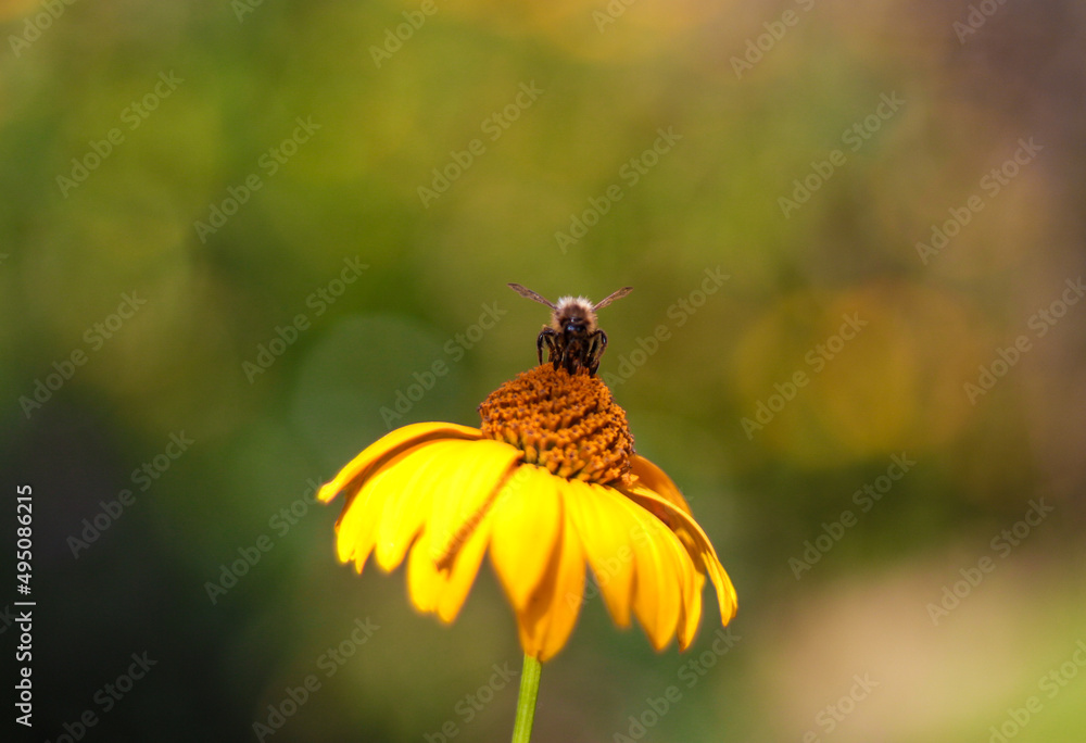 Bee on a yellow flower in sunlight summer single buzz bokeh garden honey insect macro animal plant bug closeup orange flowers close-up meadow wildlife herbs Bee on a yellow flower in sunlight summer single buzz bokeh garden honey insect macro animal plant bug closeup orange flowers close-up meadow wildlife herbs