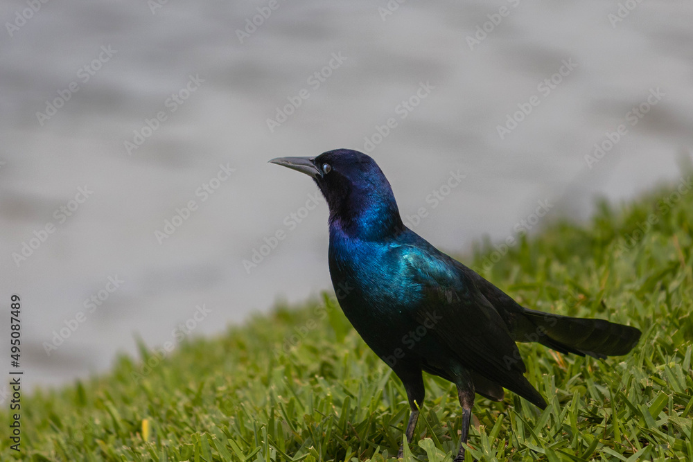 Obraz premium Boat-Tailed Grackle. Quiscalus Major. Lake Mirror, Lakeland, Florida. Polk County Florida.