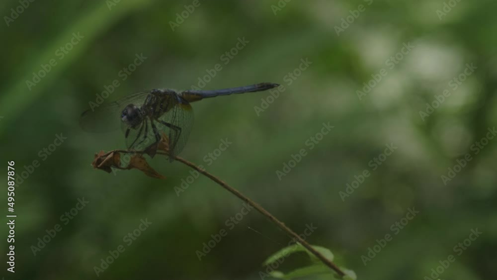 Dragonfly Sits on Fern Flies Takes off and Lands Repeatedly Macro Dragonfly Sits on Fern Flies Takes off and Lands Repeatedly Macro