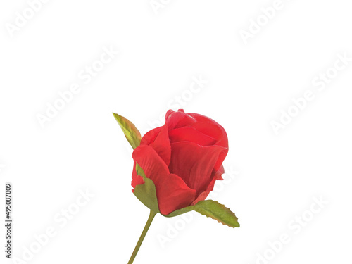 red rose color of love valentines day isolated on white background with clipping path