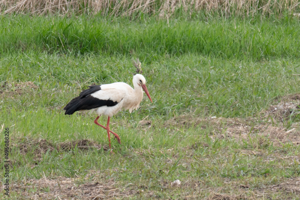 Fototapeta premium Weißstorch Ciconia ciconia) Klapperstorch Werder Havel Brandenburg