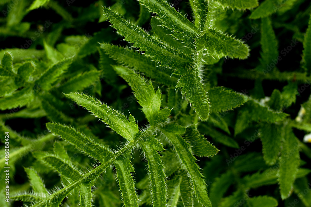 Close-up of green foliage of Papaver orientale Close-up of green foliage of Papaver orientale